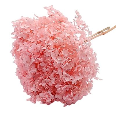 Hortensia criogenata cu flori mici Soft pink D20cm