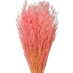 Limonium stabilizat Candy Pink set 100g