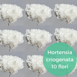 Pachet en-gross Hortensia stabilizata Alba x10_pic