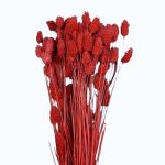 Phalaris Rosu set 100g 60cm