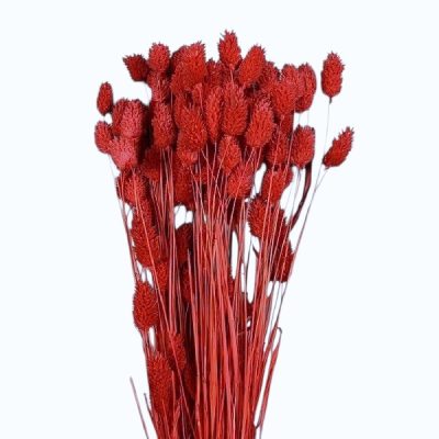 Phalaris Rosu set 100g 60cm