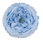 Trandafir criogenat Amelia Baby Blue D4cm