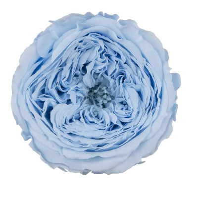 Trandafir criogenat Amelia Baby Blue D4cm