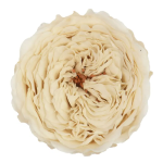 Trandafir criogenat Amelia Ivory D4cm