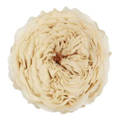 Trandafir criogenat Amelia Ivory D4cm