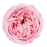 Trandafir criogenat Amelia Roz deschis D4cm