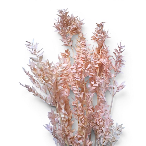 Ruscus stabilizat x7 Blush Pink Ruscus stabilizat x7 Blush Pink