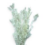 Ruscus stabilizat x7 Ivory
