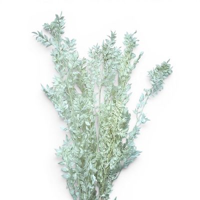 Ruscus stabilizat x7 Ivory