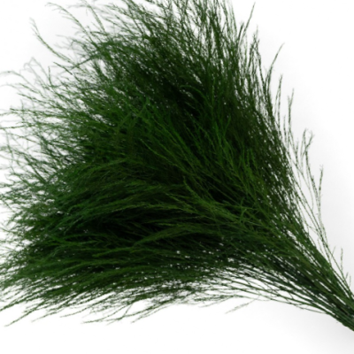 Asparagus Tiki stabilizat 80g Verde