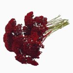 Buchet Achillea Bordo set