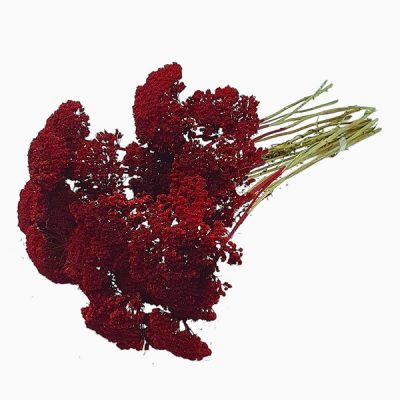 Buchet Achillea Bordo set