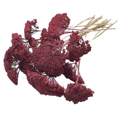 Buchet Achillea Grena set