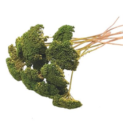 Buchet Achillea Verde cald set