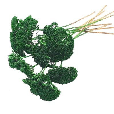 Buchet Achillea Verde iarba set
