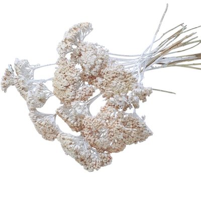 Buchet Achillea vopsita Alb set