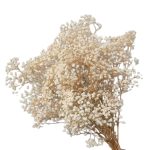 Floarea miresei, stabilizata Glob Alb natur 120g