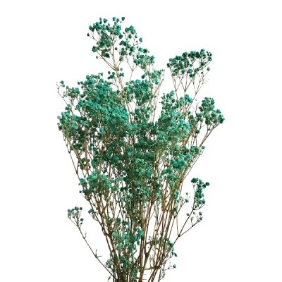 Floarea miresei stabilizata, Turcoaz 60cm 45g
