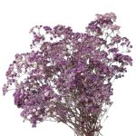 Floarea miresei, stabilizata Glob Lavanda 120g