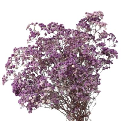Floarea miresei, stabilizata Glob Lavanda 120g