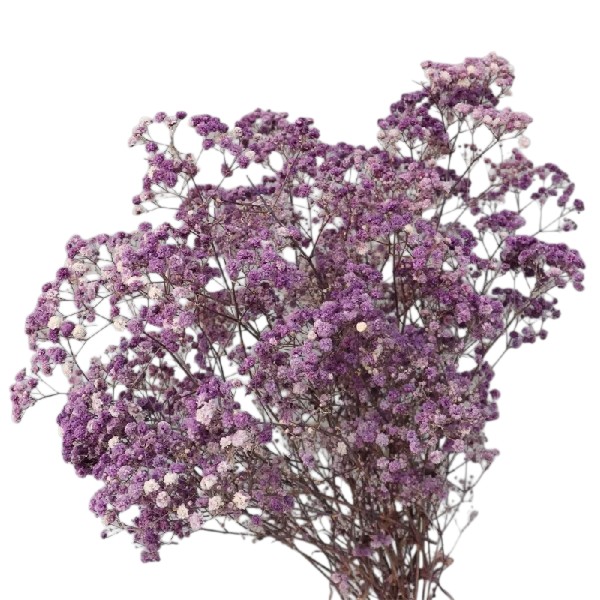 Floarea miresei, stabilizata Glob Lavanda 120g Floarea miresei, stabilizata Glob Lavanda 120g