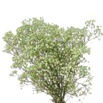Floarea miresei, stabilizata Glob Menta 120g