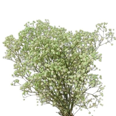 Floarea miresei, stabilizata Glob Menta 120g