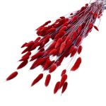 Lagurus rosu 70cm