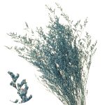 Limonium stabilizat Azur set 100g
