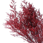 Limonium stabilizat Bordo set 100g