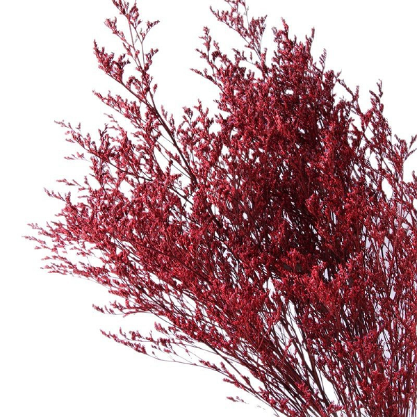 Limonium stabilizat Bordo set 100g Limonium stabilizat Bordo set 100g