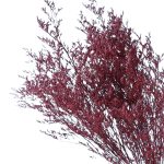 Limonium stabilizat Grena set 100g