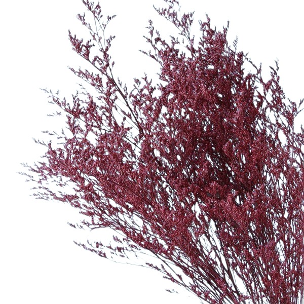 Limonium stabilizat Grena set 100g Limonium stabilizat Grena set 100g