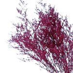 Limonium stabilizat Safir set 100g