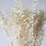 Ruscus stabilizat x7 Ivory