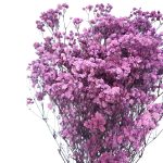 Floarea miresei, stabilizata Glob Lila 120g