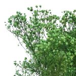 Floarea miresei, stabilizata Glob Verde mar 120g