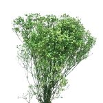 Floarea miresei, stabilizata Glob Verde mar 120g