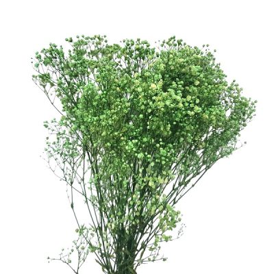 Floarea miresei, stabilizata Glob Verde mar 120g