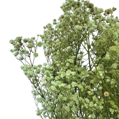 Floarea miresei, stabilizata Glob Menta 120g