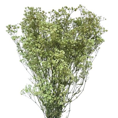 Floarea miresei, stabilizata Glob Menta 120g