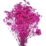 Floarea miresei, stabilizata Glob Fucsia 120g