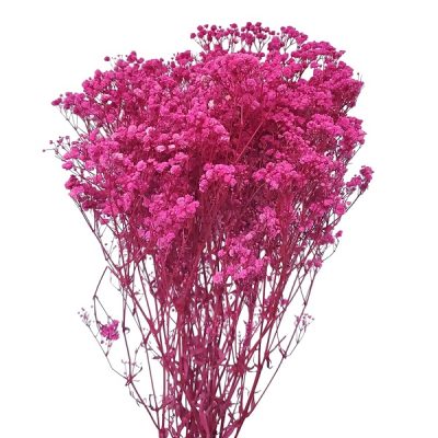 Floarea miresei, stabilizata Glob Cyclam 120g