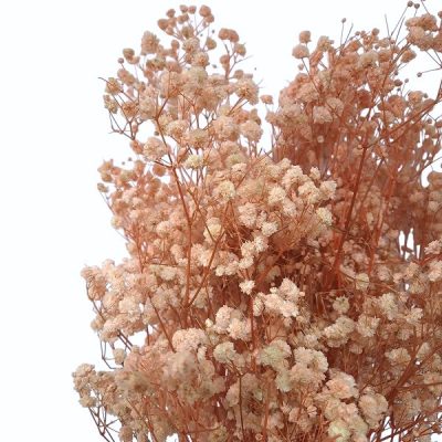Floarea miresei, stabilizata Glob Roz pudra 120g