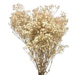 Floarea miresei, stabilizata Glob Alb natur 120g
