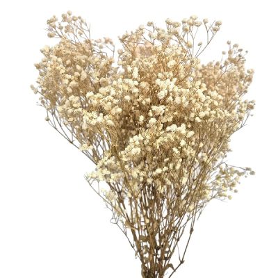 Floarea miresei, stabilizata Glob Alb natur 120g