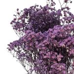 Floarea miresei, stabilizata Glob Lavanda 120g