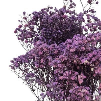 Floarea miresei, stabilizata Glob Lavanda 120g