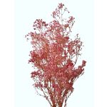 Floarea miresei stabilizata, Roz 60cm 45g