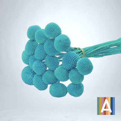 Craspedia criogenata, set x20 Baby blue